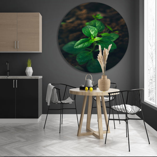 Jonge plant in het zonlicht forex muurcirkel