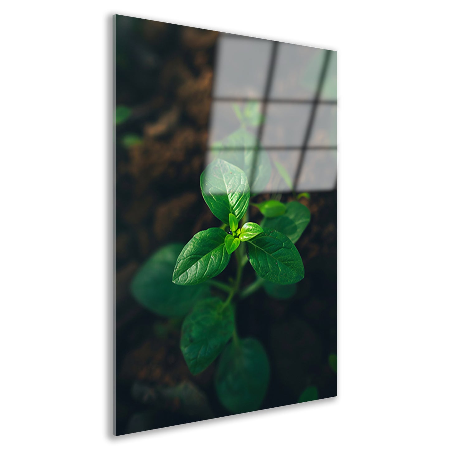 Jonge plant in het zonlicht acrylglas