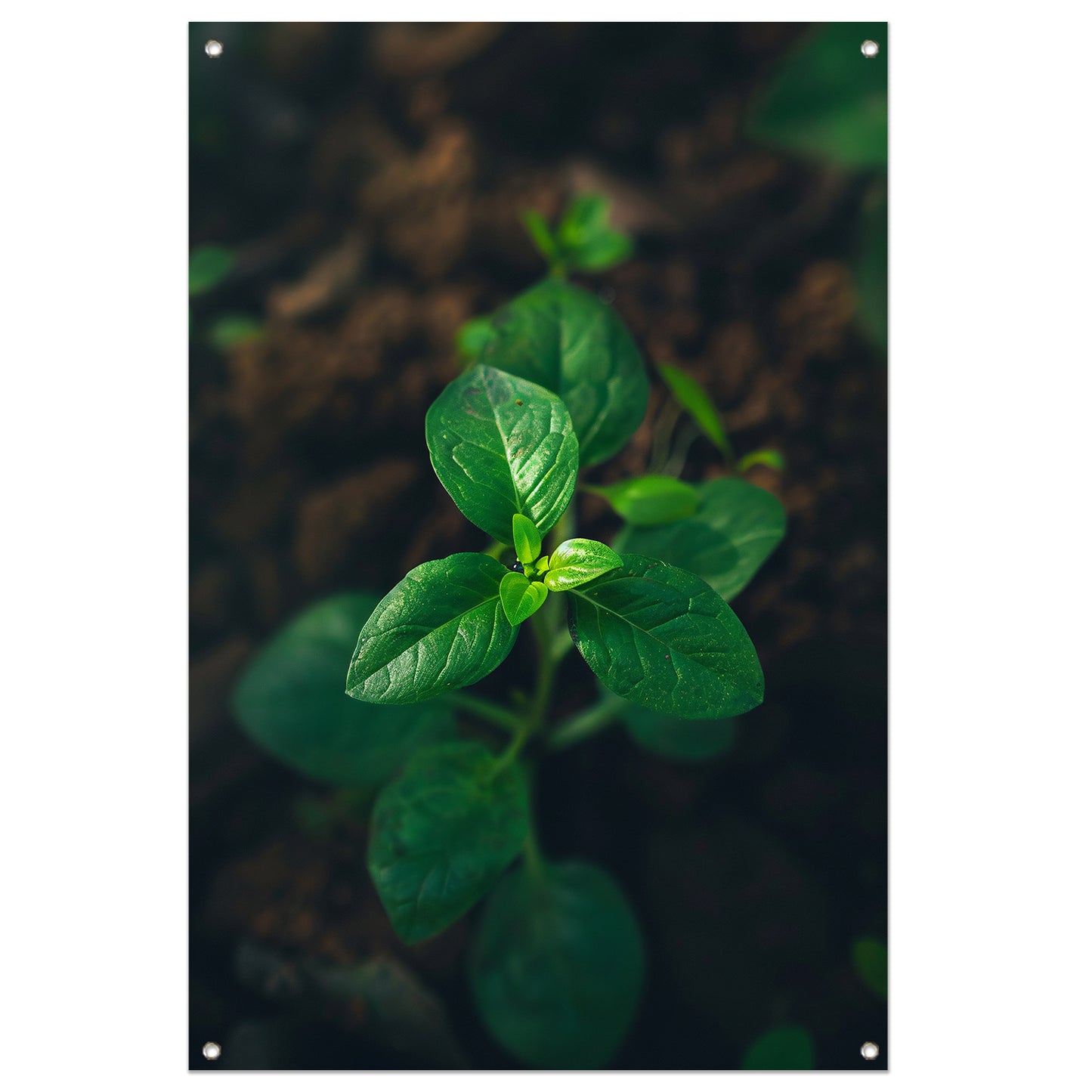 Jonge plant in het zonlicht tuinposter