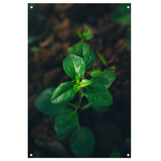 Jonge plant in het zonlicht tuinposter