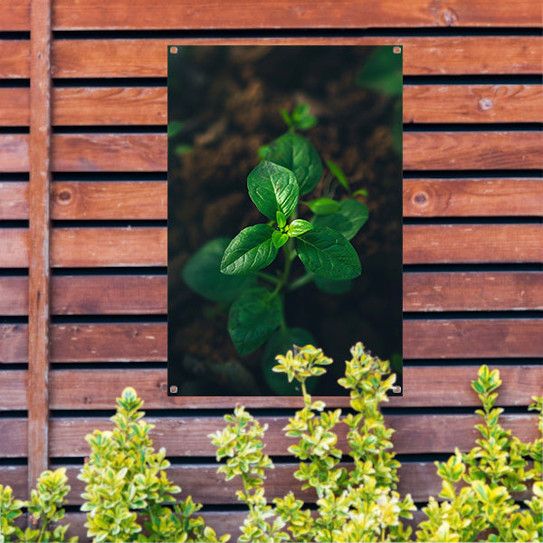Jonge plant in het zonlicht tuinposter