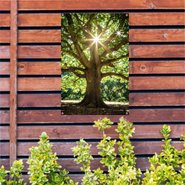 Zonnestralen door een majestueuze boom tuinposter