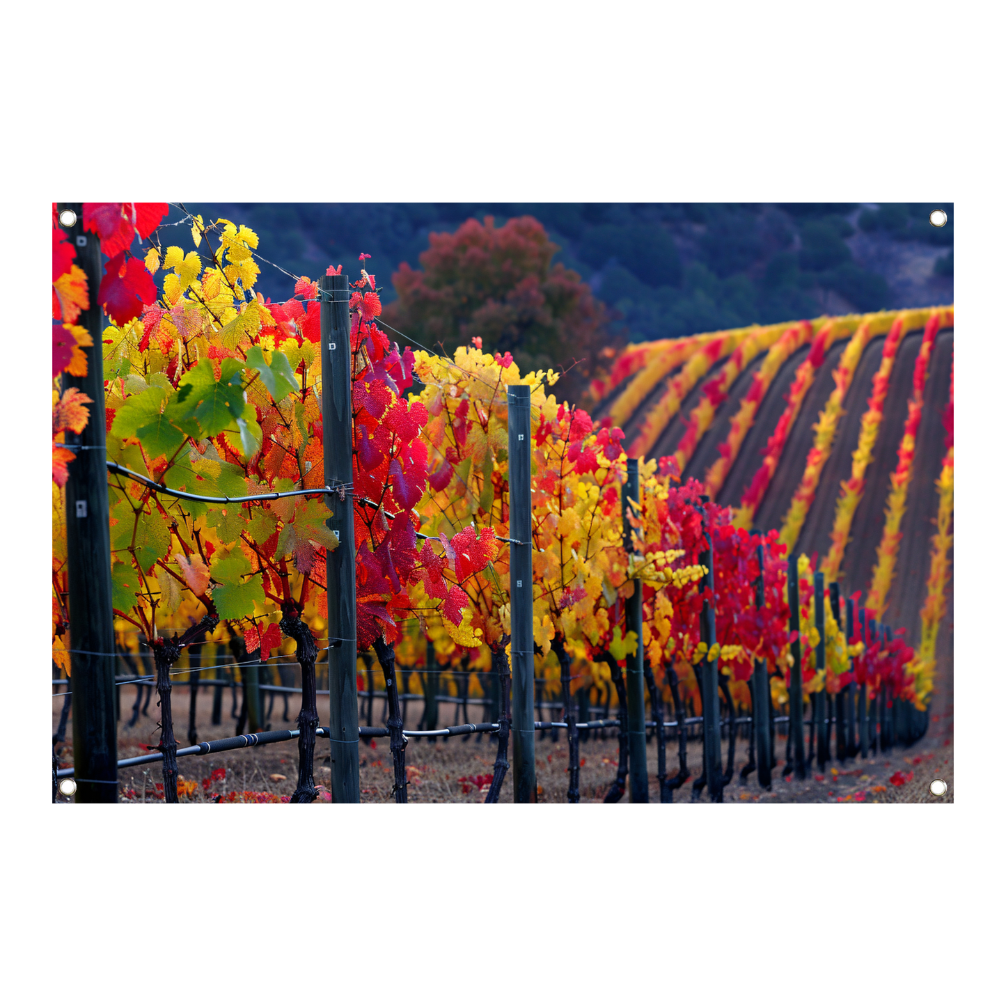 Wijngaard in Herfsttinten Panorama tuinposter