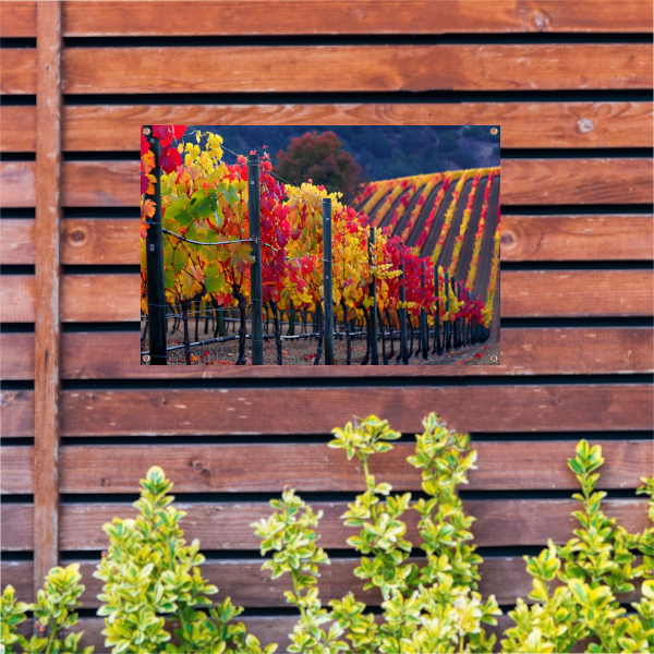 Wijngaard in Herfsttinten Panorama tuinposter