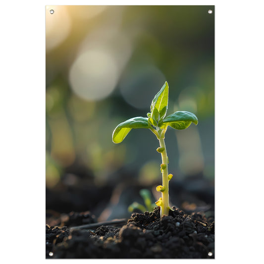 Jonge plant in ochtendzon tuinposter