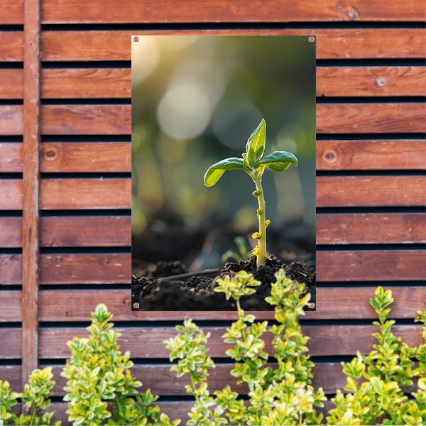 Jonge plant in ochtendzon tuinposter
