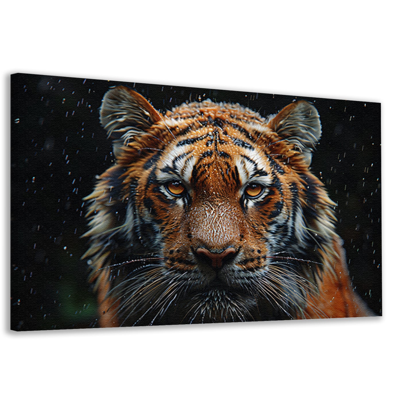 Regenbui op tijger canvas