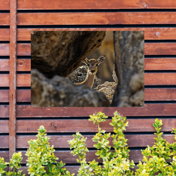 Jonge Ree in Stenen Schuilplaats tuinposter