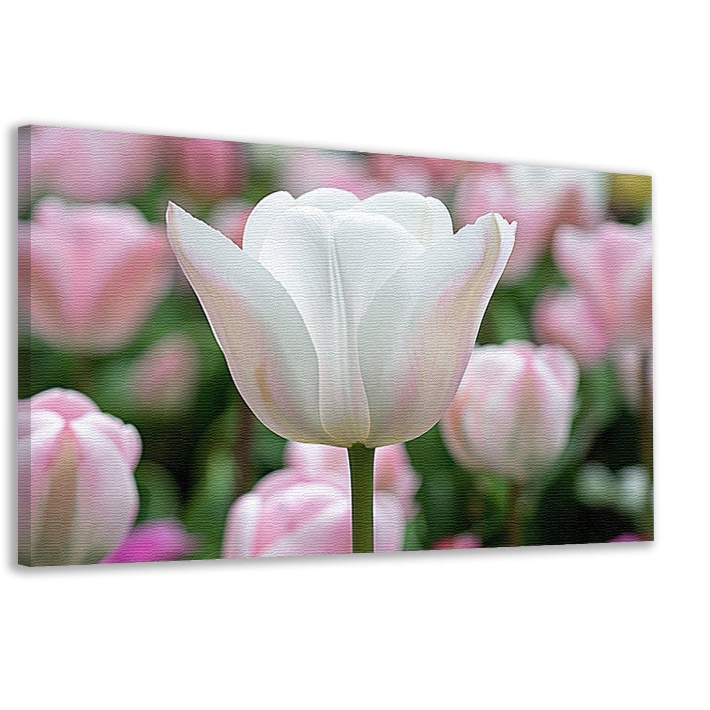 Witte tulp omringd door zachte kleuren canvas