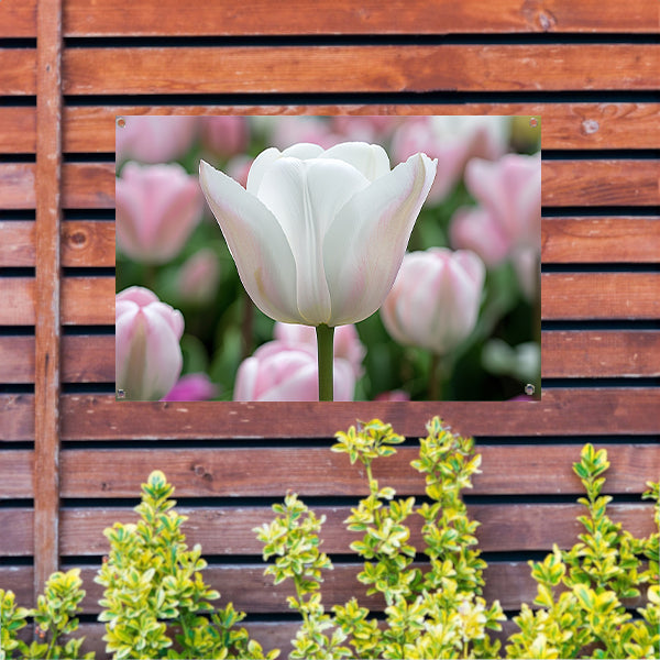 Witte tulp omringd door zachte kleuren tuinposter