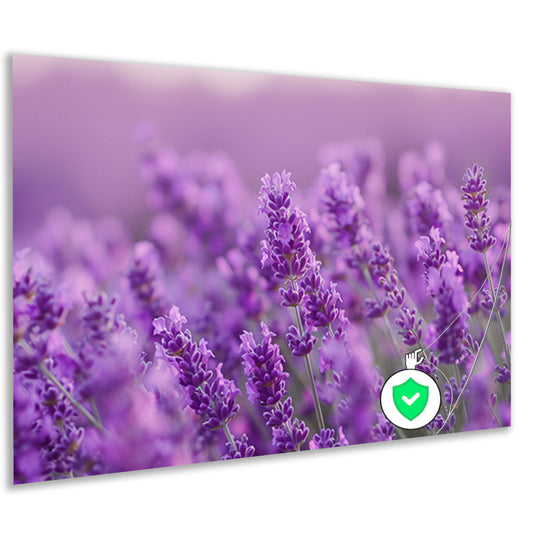 Lavendelbloesem in volle bloei met zachte kleurnuances poster