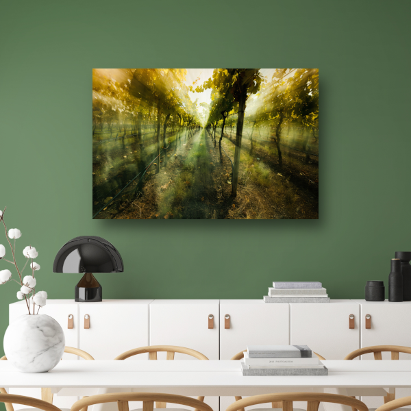 Lichtspel in de ochtendwijngaard canvas