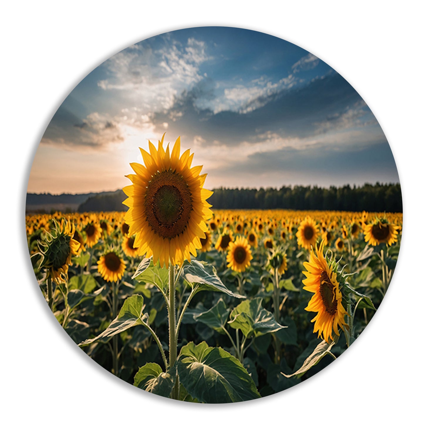 Veld vol zonnebloemen bij zonsondergang forex muurcirkel