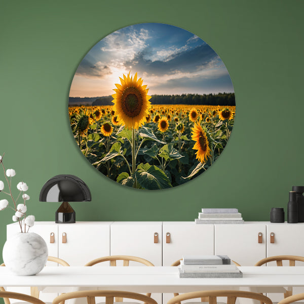 Veld vol zonnebloemen bij zonsondergang forex muurcirkel