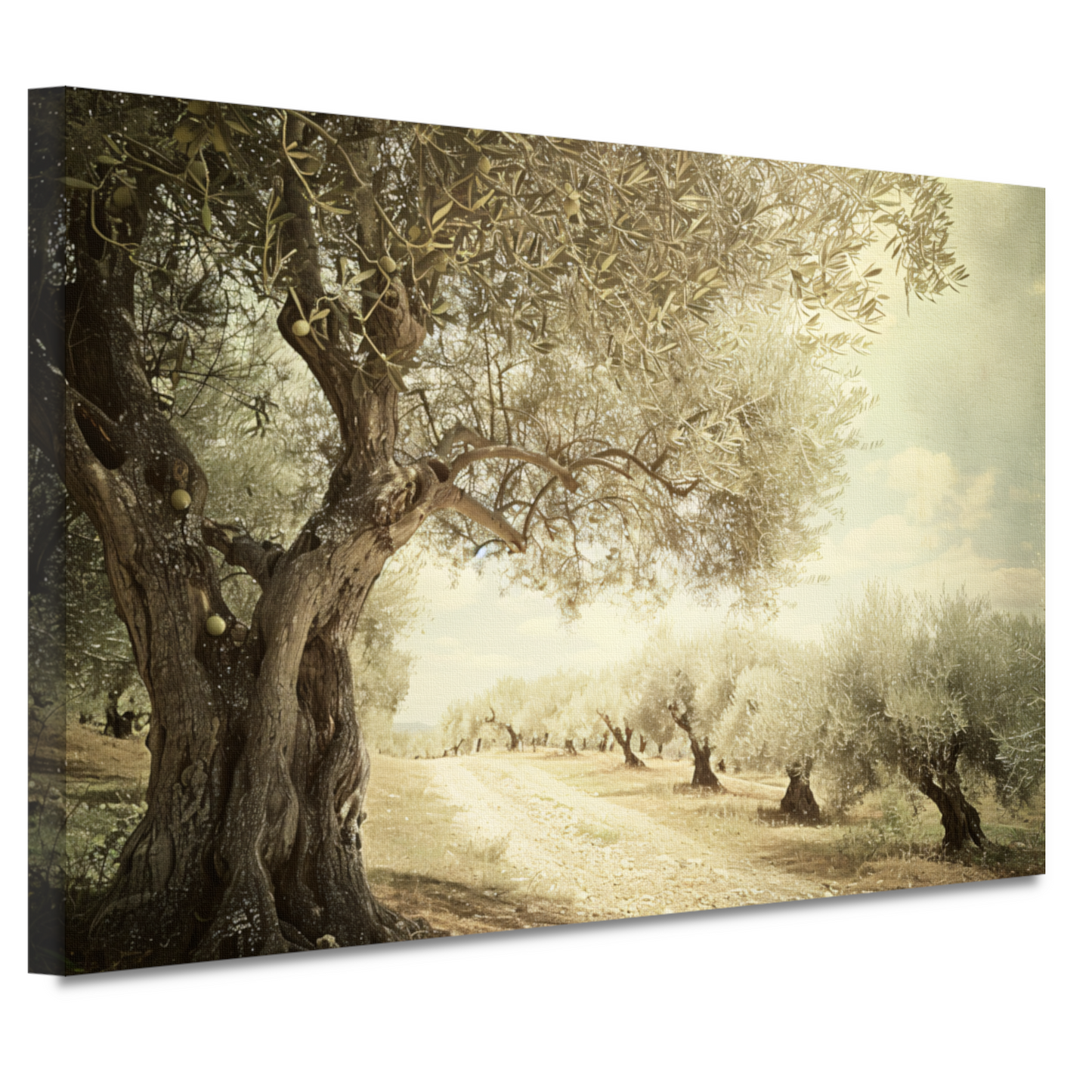 Klassieke olijfbomenlaan canvas