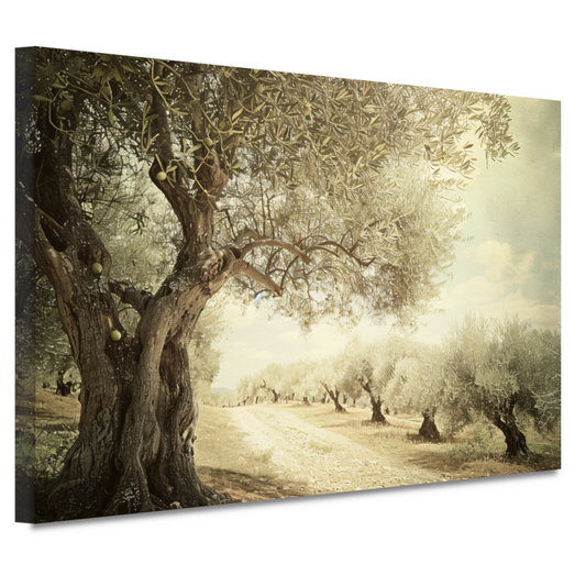 Klassieke olijfbomenlaan canvas