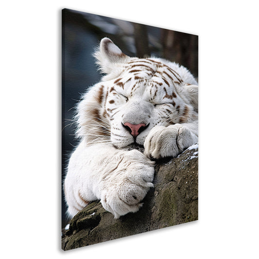 Slapende Witte Tijger op Steen canvas