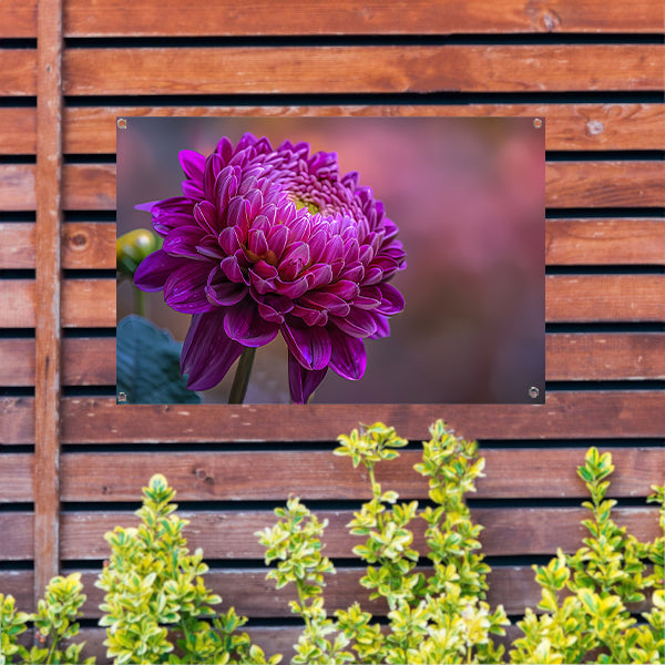 Paarse bloem close-up met zachte achtergrond tuinposter