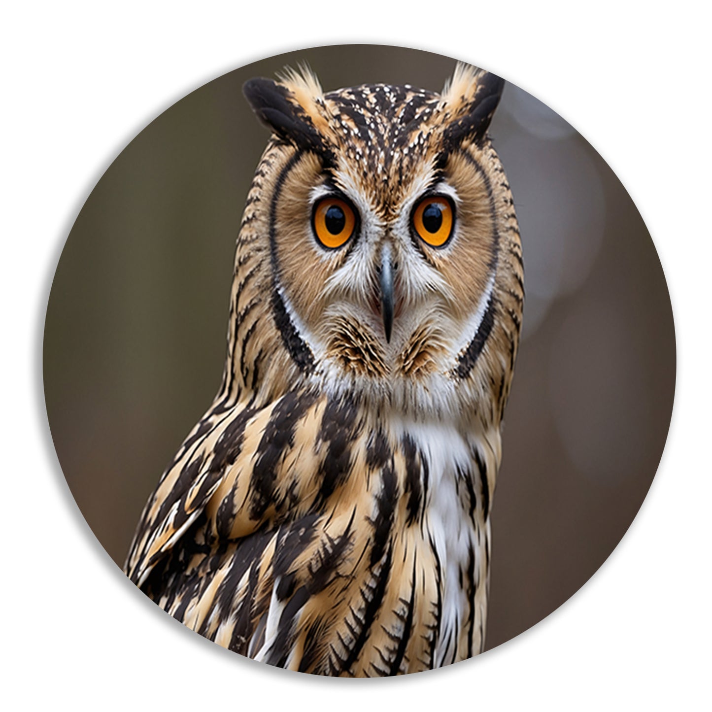 Realistische close-up van een uil aluminium muurcirkel