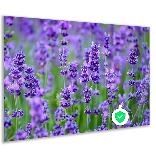 Levendig lavendelveld in volle bloei poster