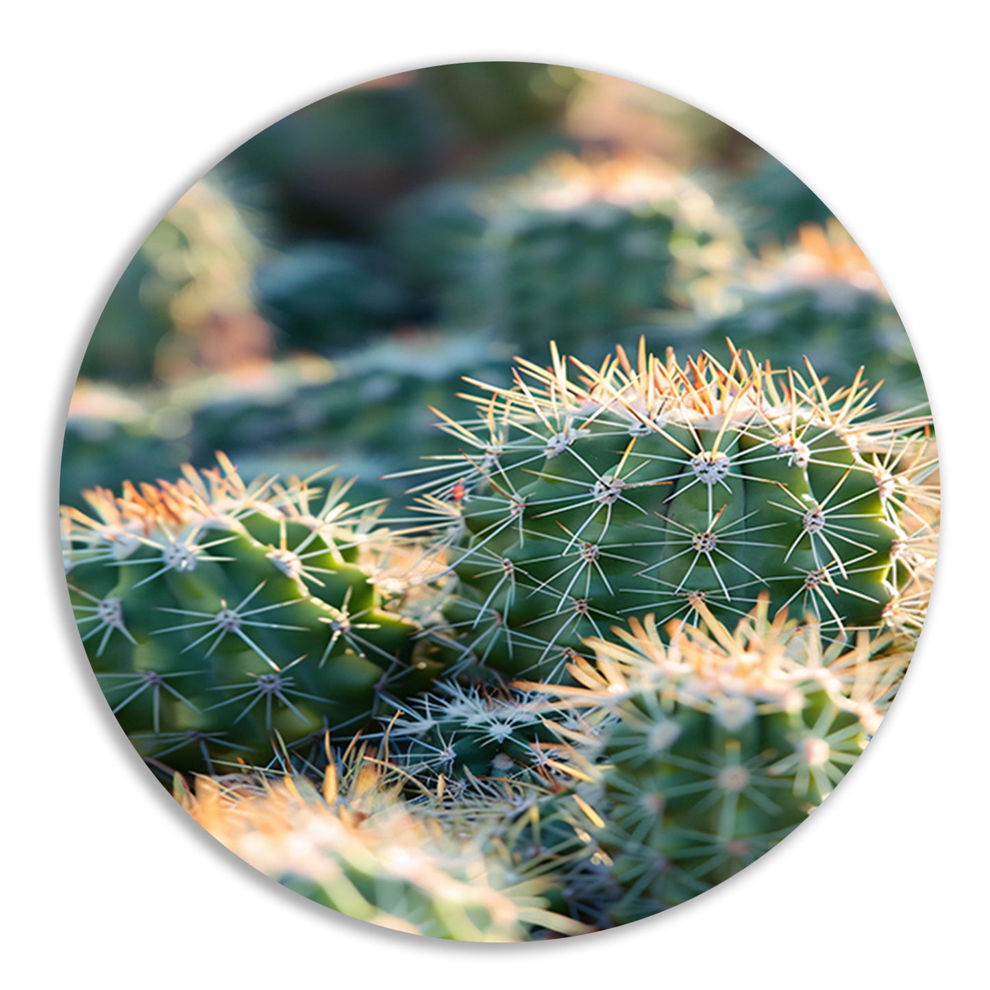 Zwart-wit foto van cactussen in de zon aluminium muurcirkel