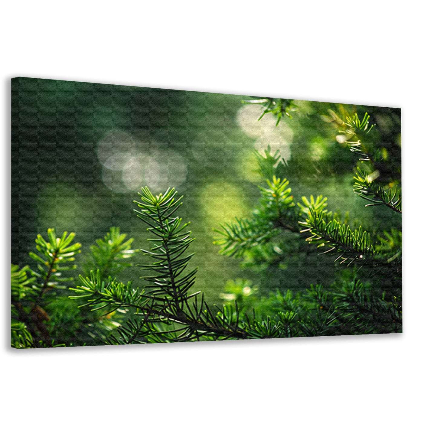 Groene naalden verlicht door zonnestralen canvas