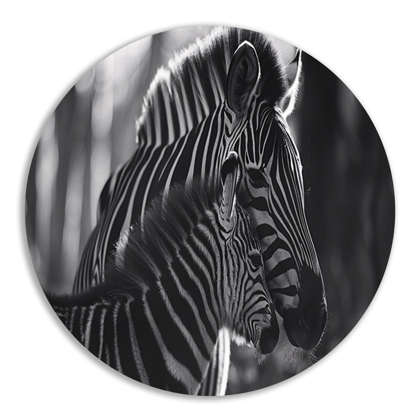 Intiem moment tussen zebra moeder en jong aluminium muurcirkel