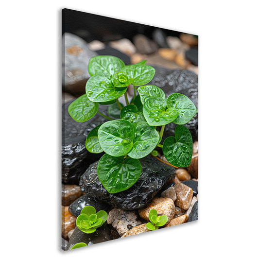 Jonge groene plant tussen stenen canvas