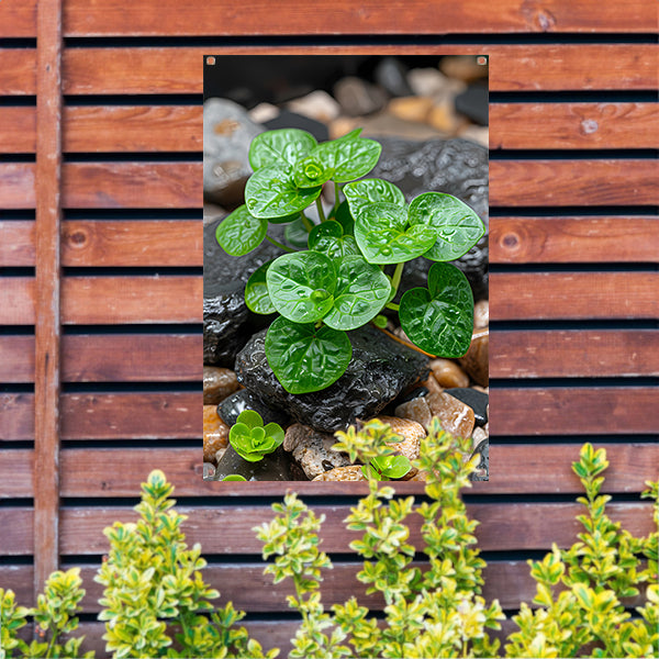 Jonge groene plant tussen stenen tuinposter