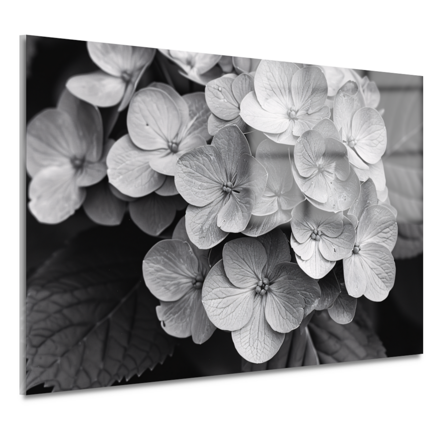 Hydrangea in Zwart-Wit acrylglas