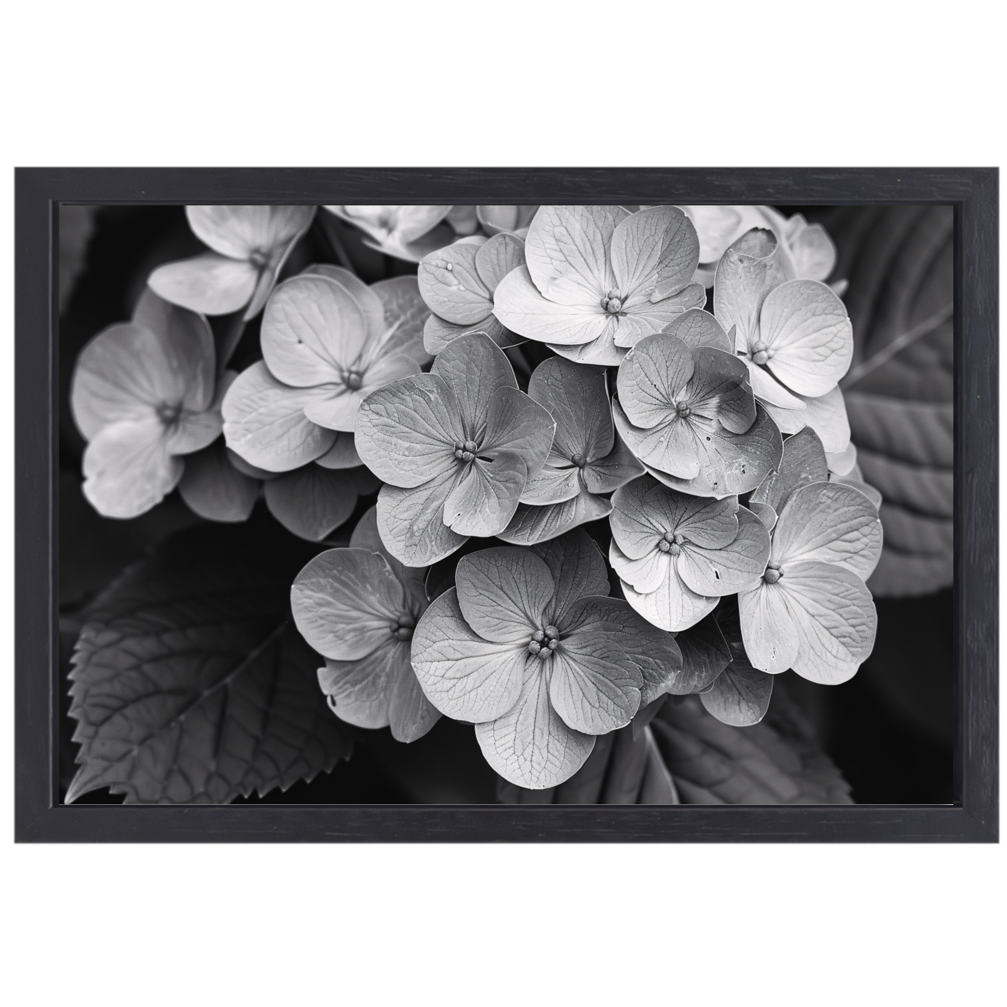 Hydrangea in Zwart-Wit canvas met baklijst
