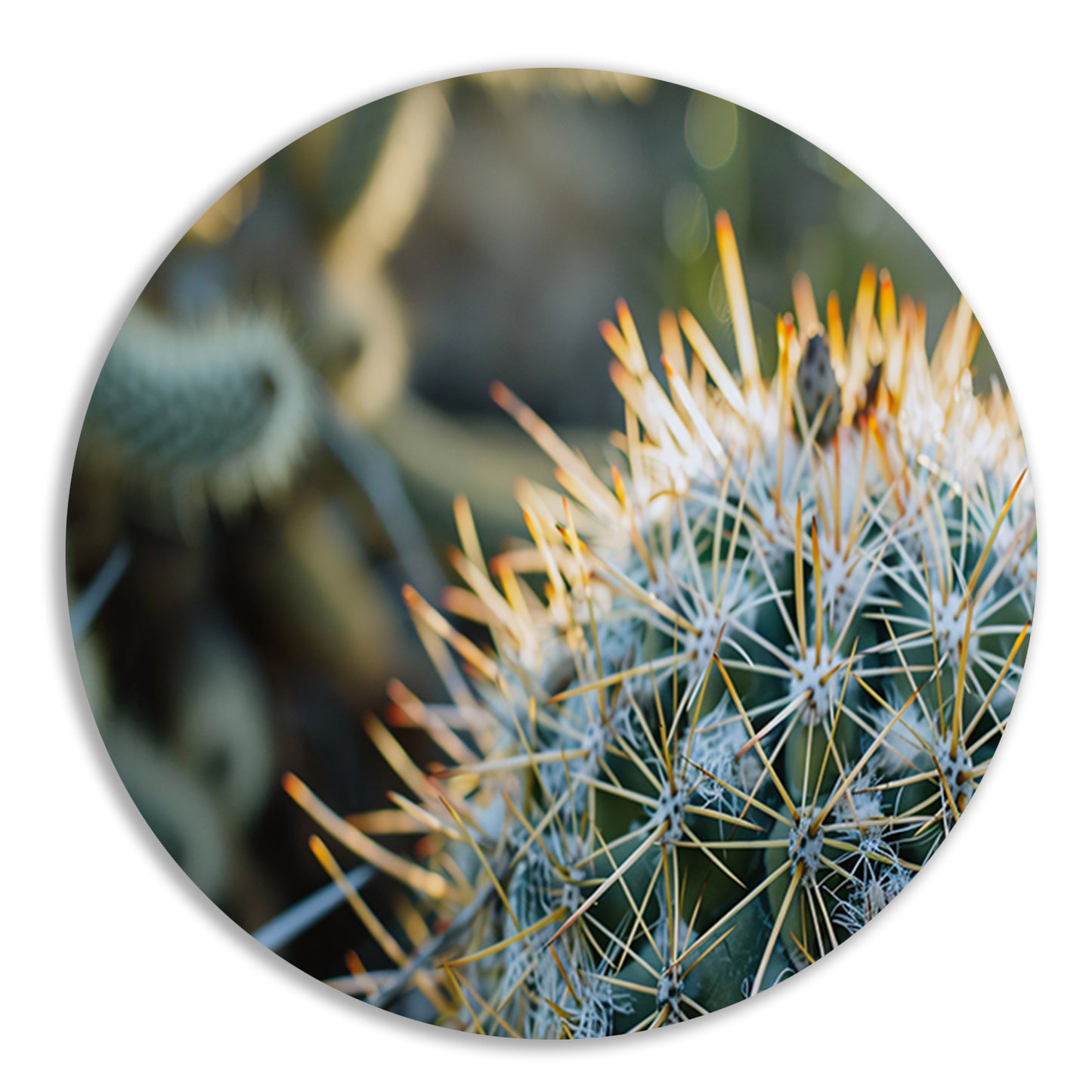 Close-up van een cactus met stekels aluminium muurcirkel