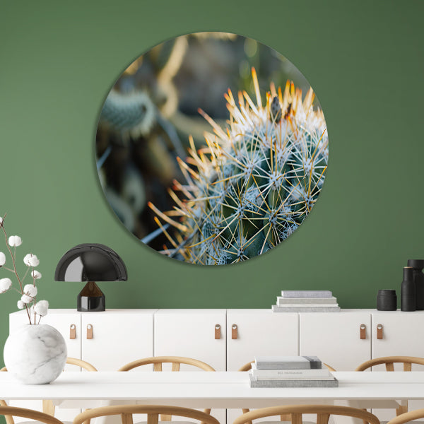 Close-up van een cactus met stekels forex muurcirkel