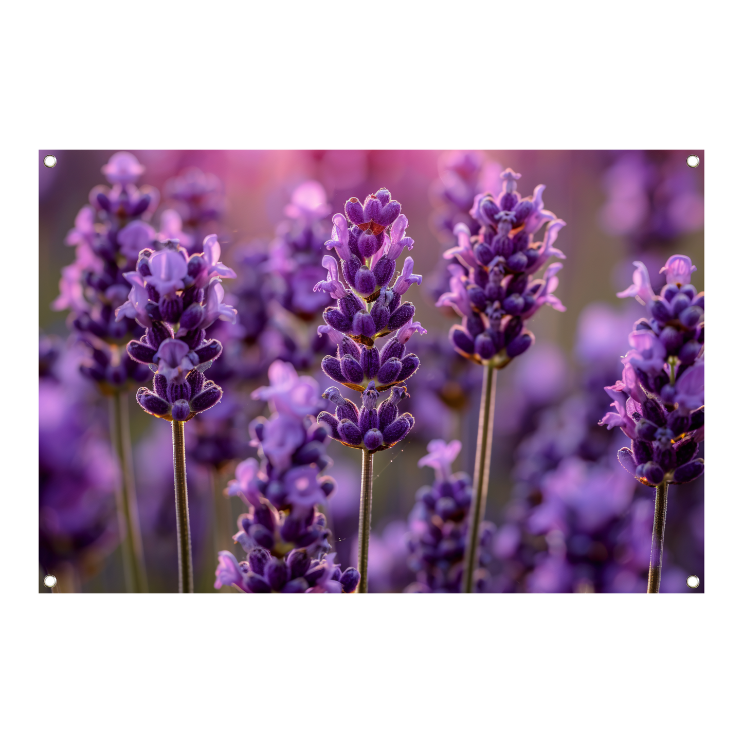 Close-up van lavendelbloemen in zachte zonneschijn tuinposter