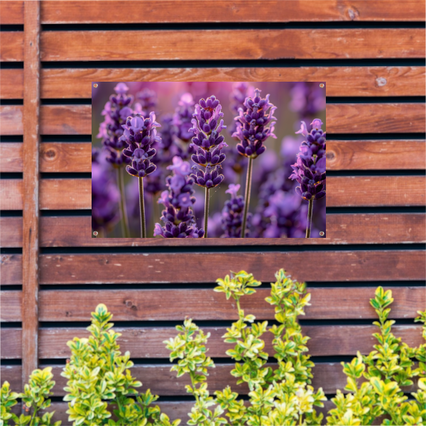 Close-up van lavendelbloemen in zachte zonneschijn tuinposter