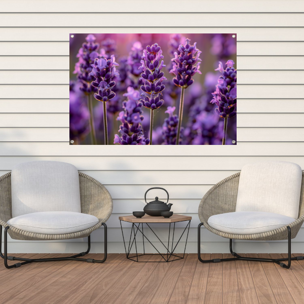 Close-up van lavendelbloemen in zachte zonneschijn tuinposter