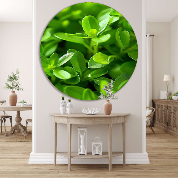 Close-up van Groene Planten met Dauwdruppels forex muurcirkel