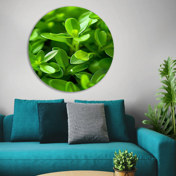 Close-up van Groene Planten met Dauwdruppels forex muurcirkel