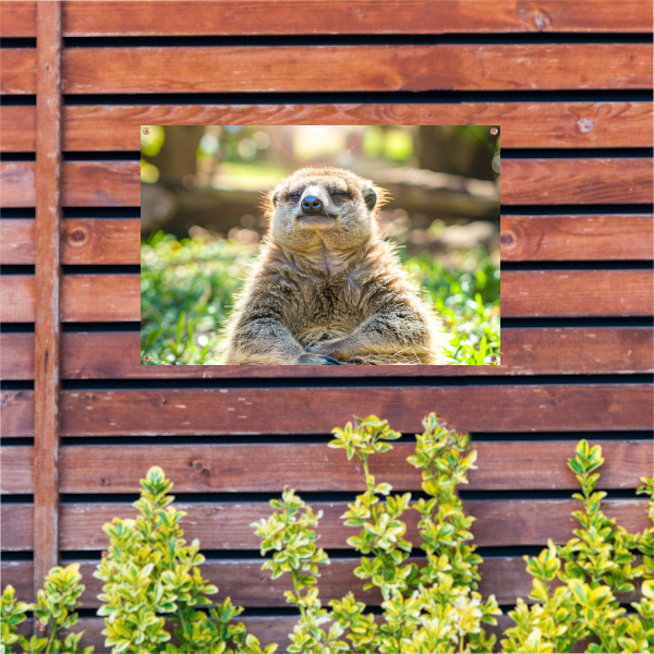 Luiaard genietend van zon in natuur tuinposter