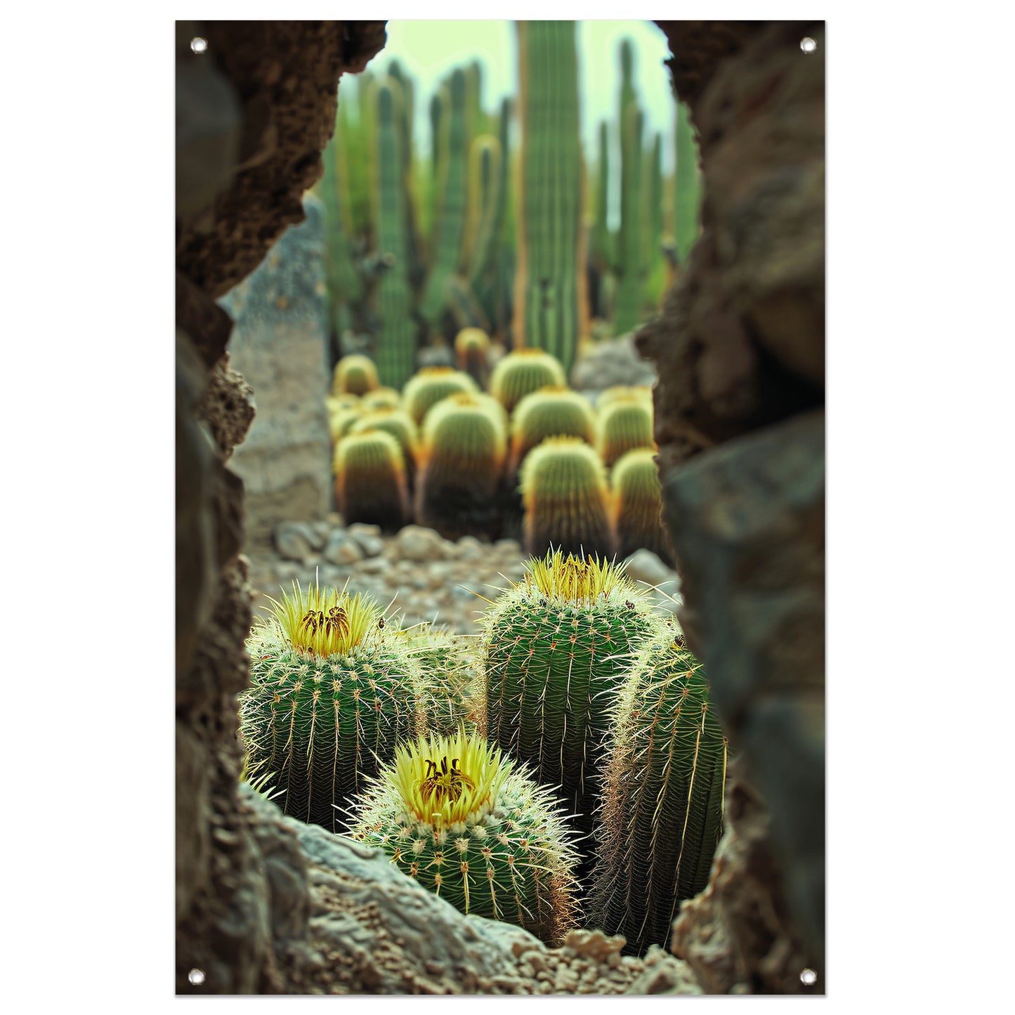 Cactussen in bloei achter rotsformatie tuinposter