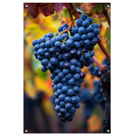 Blauwe druiven aan wijnrank in herfstlicht tuinposter