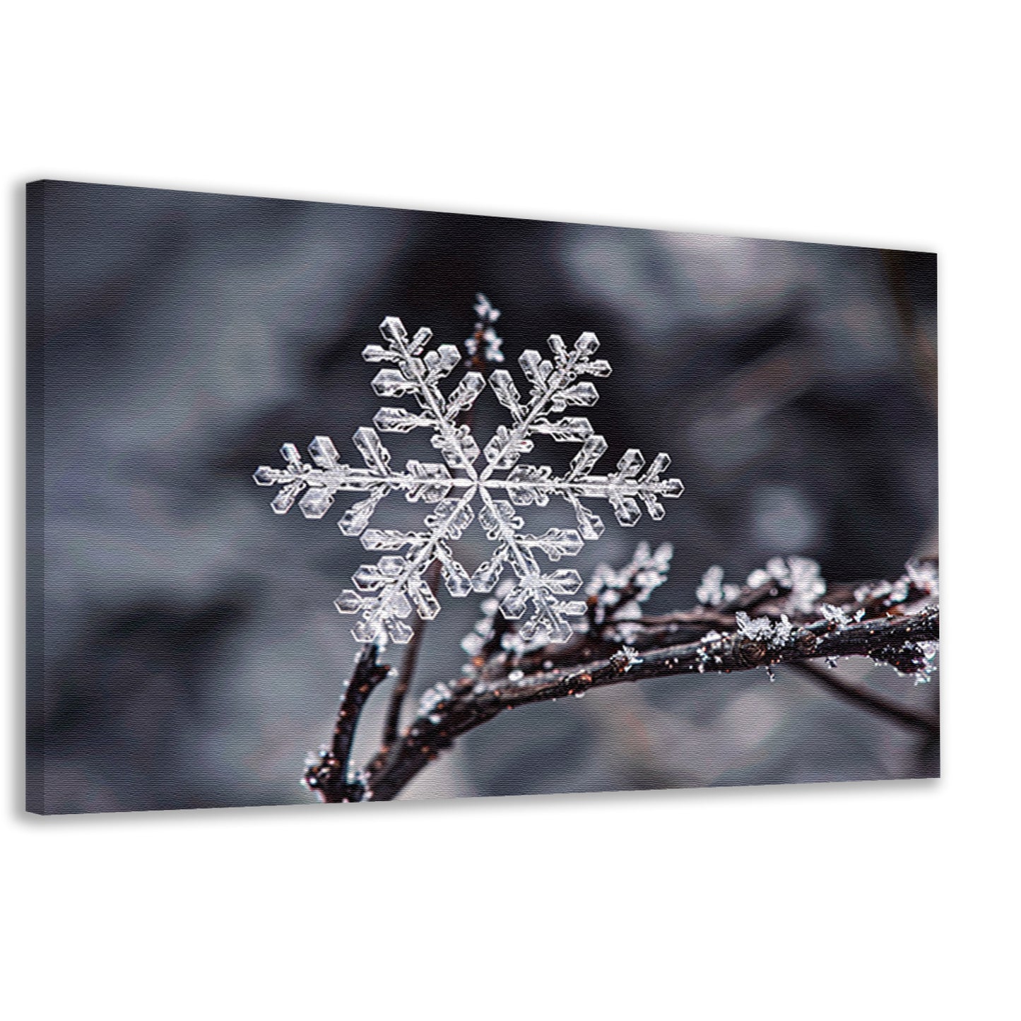 Macro opname van een enkele sneeuwvlok canvas