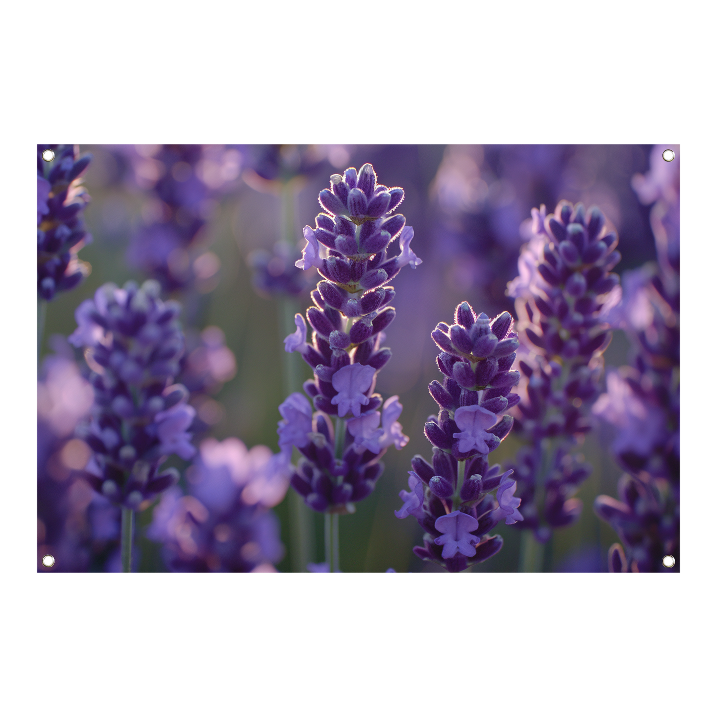 Betoverende lavendelbloemen badend in zacht avondlicht tuinposter