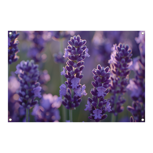 Betoverende lavendelbloemen badend in zacht avondlicht tuinposter