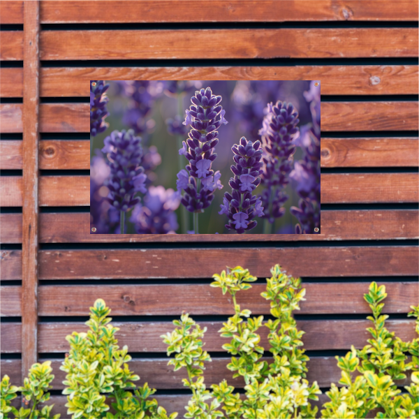 Betoverende lavendelbloemen badend in zacht avondlicht tuinposter