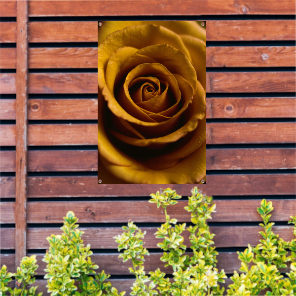 Gouden ochtenddauw op gele roos tuinposter