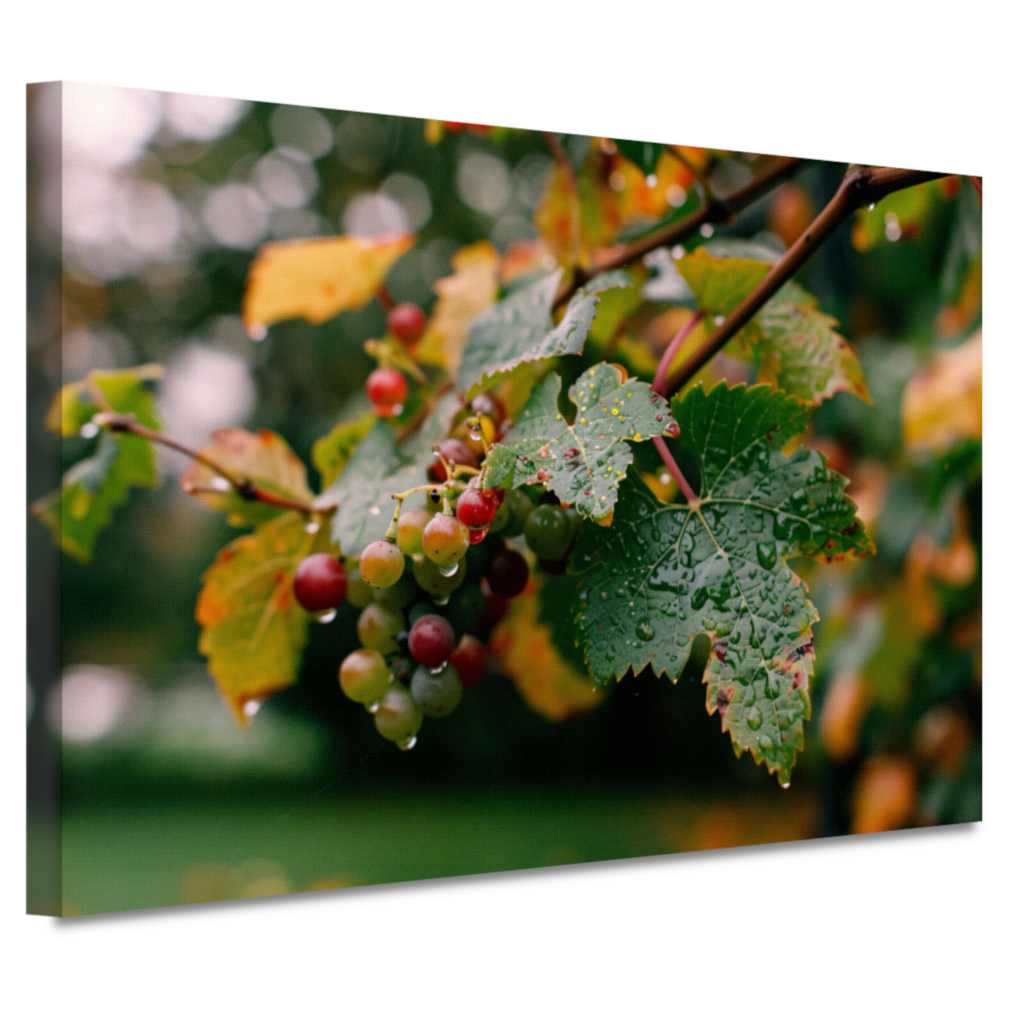 Druiventros met dauw in de herfstochtend canvas