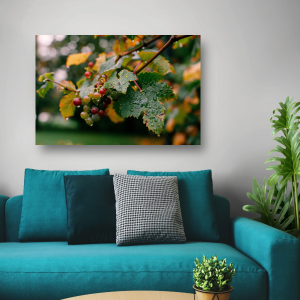 Druiventros met dauw in de herfstochtend canvas