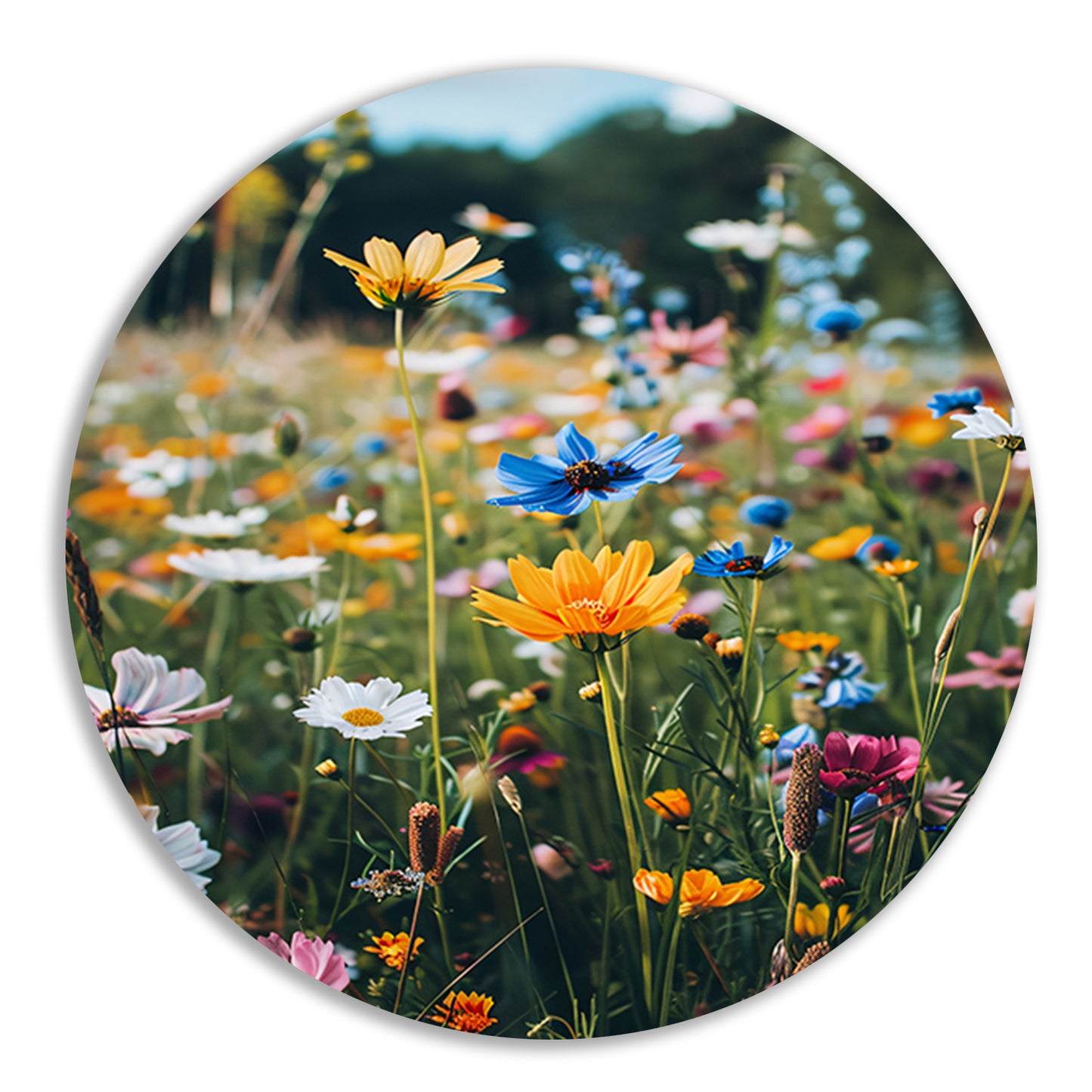 Kleurrijke Bloemenweide in de Zomerzon aluminium muurcirkel