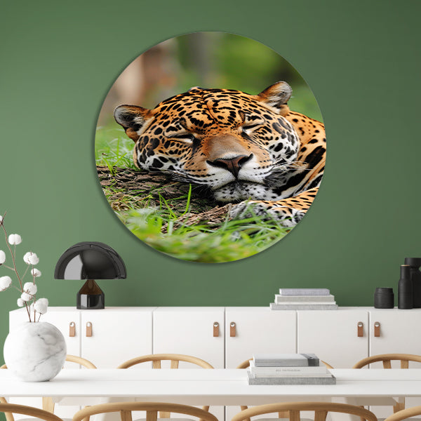 Slapende jaguar op gras schilderij aluminium muurcirkel